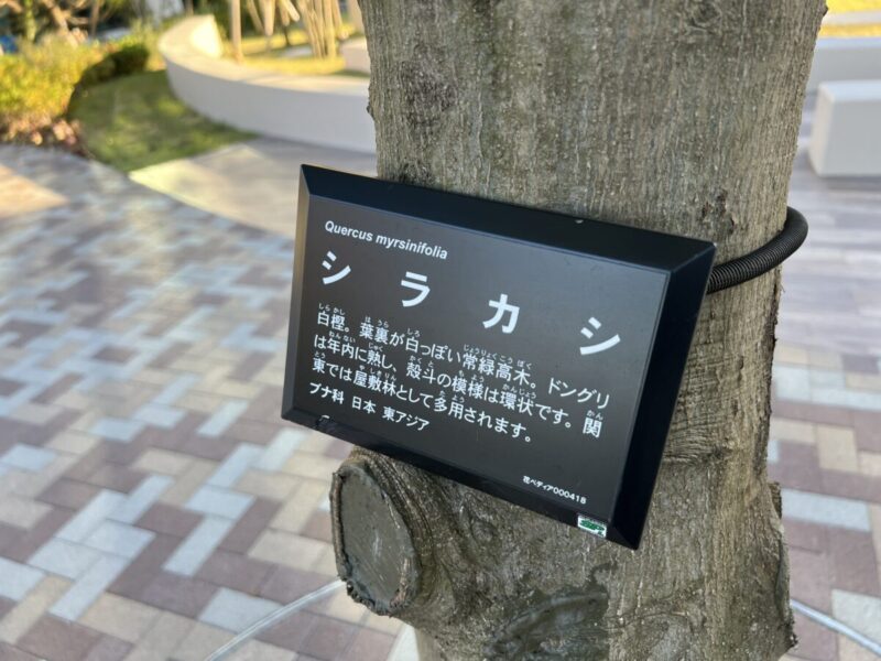 豊かな公開空地と素敵なエントランスアプローチ ブリリアタワー聖蹟桜ヶ丘